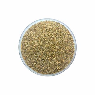 Semente Incrustada de Brachiaria Massai 10Kg Duvalle