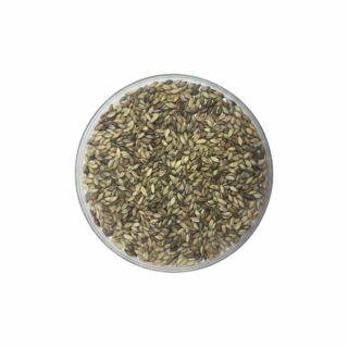 Semente Incrustada de Brachiaria MG4 10kg - Duvalle